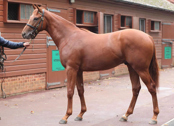 Hurricane Lane was a 200,000 guinea Tattersalls October yearling purchase.