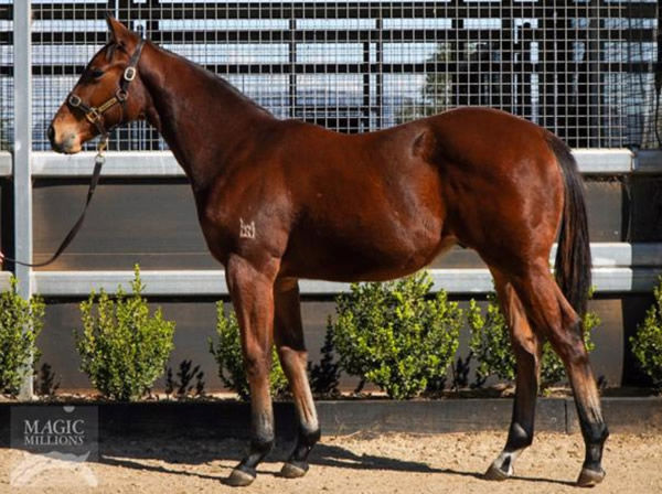 Bred and sold as a weanling by Kingstar Farm, Hurtle was in the same draft as Golden Slipper winner Stay Inside!