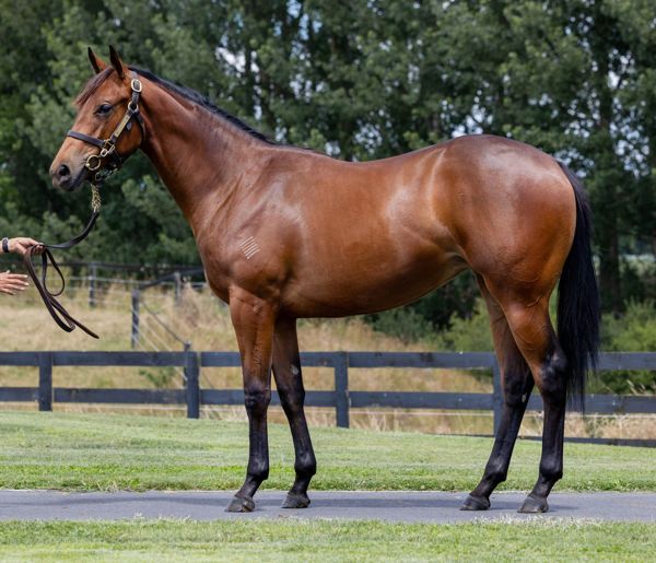 I Am Belle was a $260,000 Karaka Book 1 purchase.