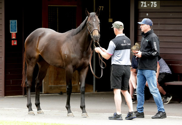 Josh Rix inspects the I Am Invincible colt from Shillelagh from the draft of Kiltannon Stables for Team Hayes. Photo: Trish Dunell