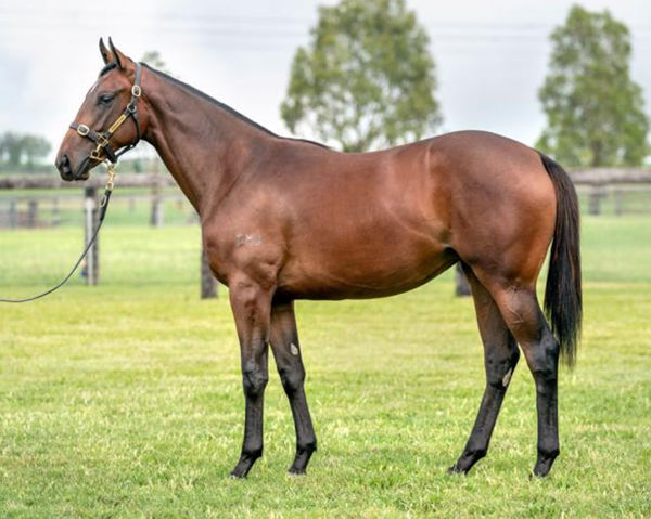 I Am Me was a $220,000 Inglis Premier purchase from Segenhoe.