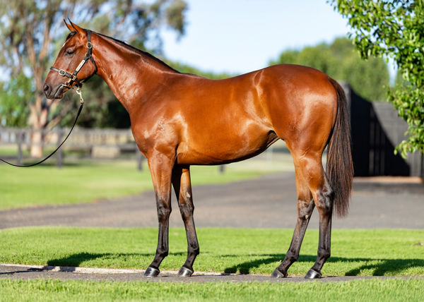 Lot 45 is the half-sister to Written in Munny.