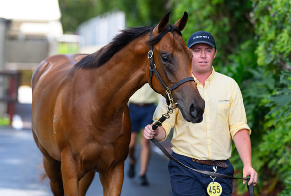 $1million I Am Invincible filly from Lankan Star - image MM