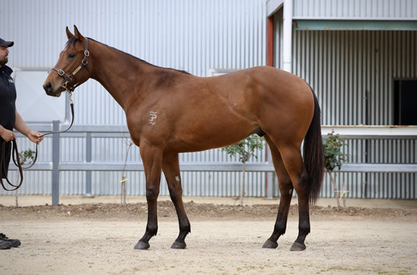 $675,000 I Am Invincible colt from Maroon Bay.