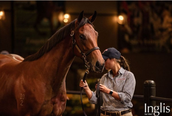 $1.8million I Am Invincible filly from Notting Hill - image Inglis  