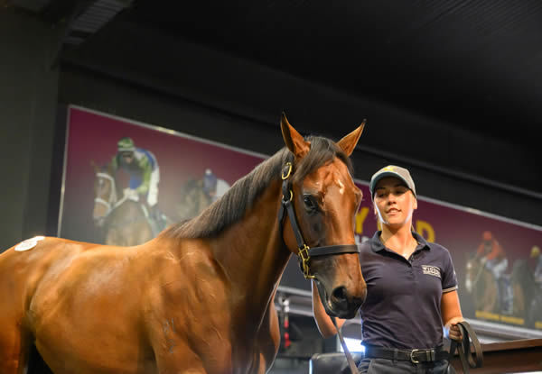 $1million I Am Invincible filly from Vezalay.