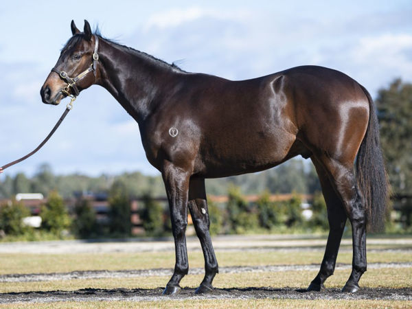 I Am Invincible colt out of Gypsy Diamond was knocked down to Colm Santry for $500,000