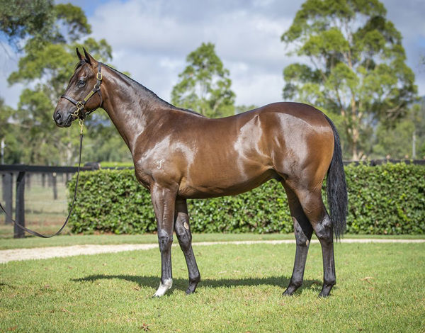 Lot 27 - The I Am Invincible x Petty Cury colt made $500,000