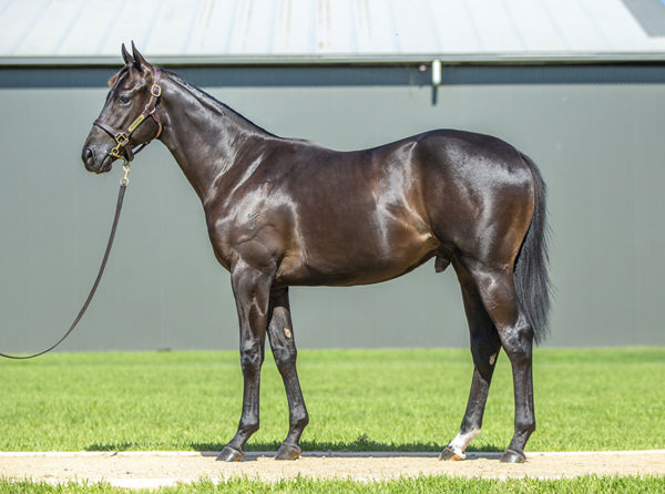 Iambubb was a $270,000 Inglis Classic purchase.