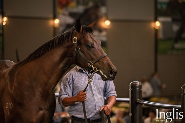 I Am Invincible colt from Bonny O'Reilly, her first three foals sold as yearlings have averaged over $1million!