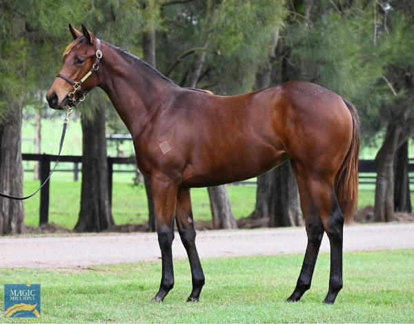 Lot 3 - I Am Invincible filly from Ahbelle.