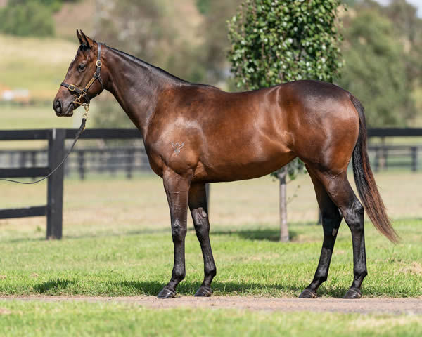 $550,000 Inglis Easter purchase Tiz Invincible is from a half-sister to Anamoe.