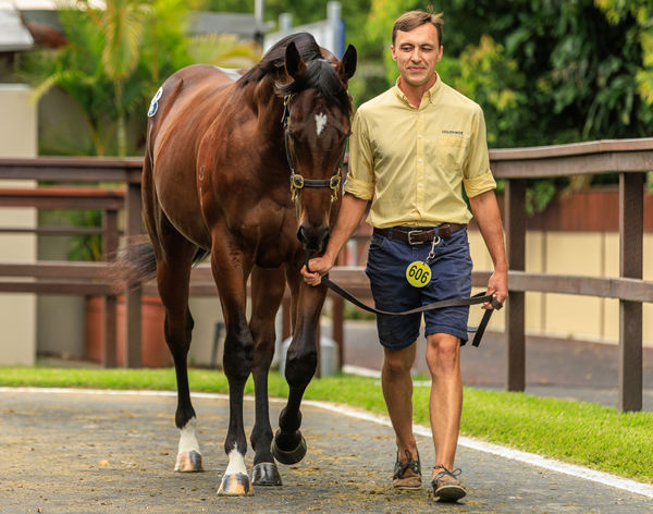 $2.7million I Am Invincible colt from Anaheed - image Grant Courtney 