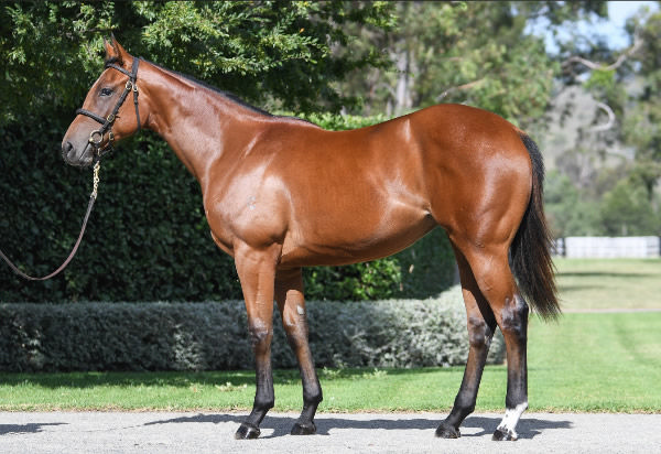 $3million I Am Invincible filly from Booker.
