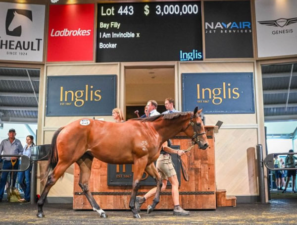 The most expensive yearling by I Am Invincible ever sold. 