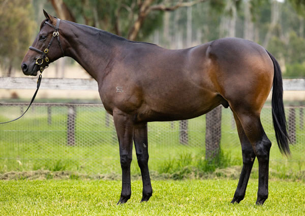 The first $1million yearling of the sale for I Am Invincible.