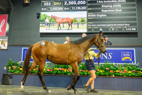 $2.3million I Am Invincible filly from Eloping - image Magic Millions