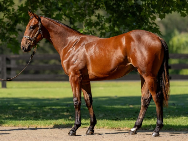 Lot 396 is the half-brother by I Am Invincible to Wodeton.