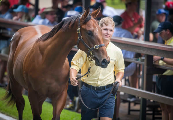 $1.15 million I Am Invincible colt from Fiera Vista - image Magic Millions