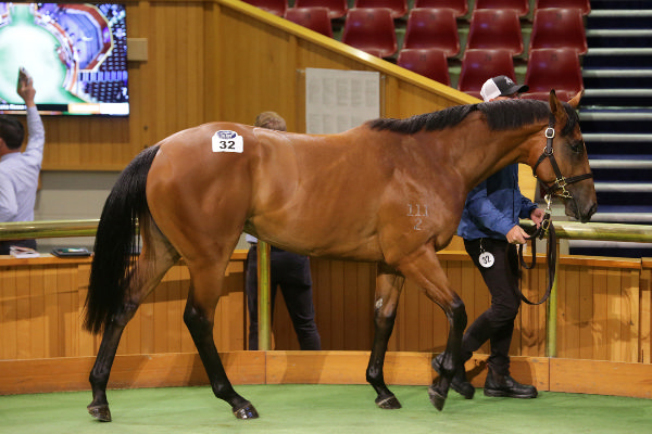 $675,000 I Am Invincible colt from G1 winner La Luna Rossa - image Trish Dunell  