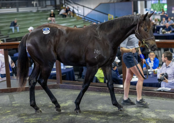 $200,000 I Am Invincible colt from Loretta bought by Prime Thoroughbreds.