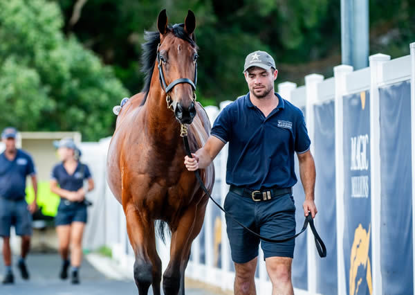 $1.7million I Am Invincible filly from Madam Rouge - image Magic Millions