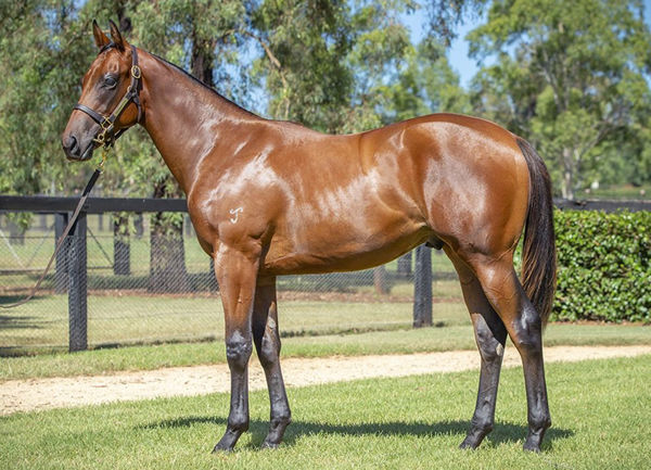 $550,000 I Am Invincible colt from Mark Two