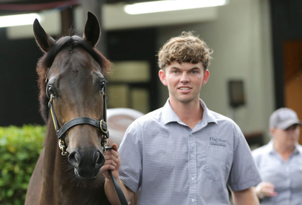 I Am Invincible colt from Midnight Revels leaves the ring after selling for $510,000 to David Ellis. Photo: Trish Dunell