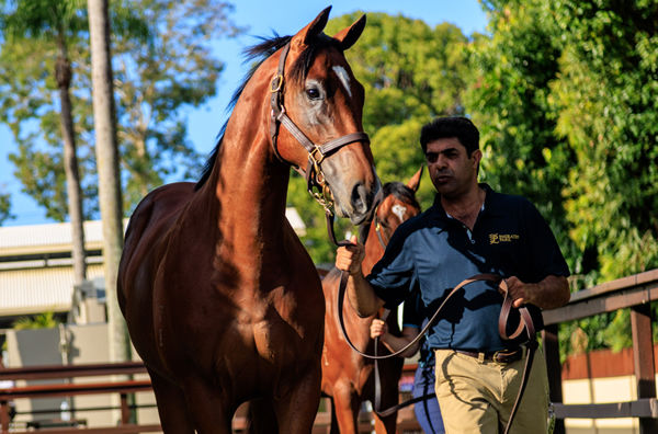 $1.65million I Am Invincible colt from Mossfun - image Grant Courtney