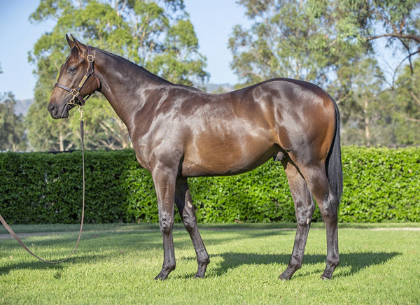 Yarraman Park will offer this full brother to Sylph at MM as Lot 617.