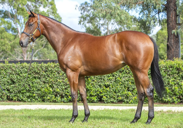 $1.8million I Am Invincible filly from Notting Hill.