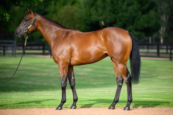 Sister Cynane was a $1.3million Inglis easter purchase for Wexford Stables.