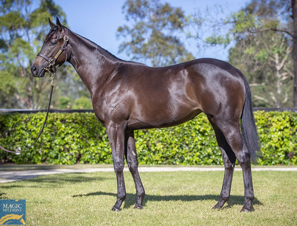 Lot 262 - I Am Invincible filly from Pursuits, click to see her page.