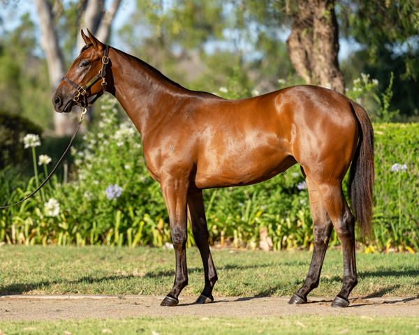 $900,000 I Am Invincible filly from Saas Fee