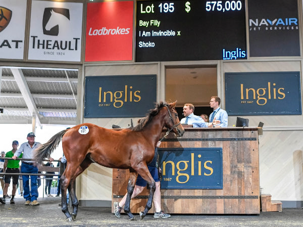 Top lot on Monday was this I Am Invincible filly from Shoko.