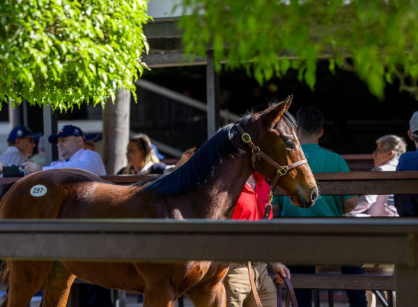 The $800,000 filly comes from the True Blonde branch of the Easy Date family. 