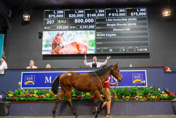 $800,000 I Am Invincible filly topped the sale.