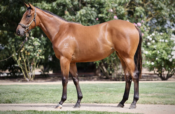 $1.1million I Am Invincible filly from Special Lover.