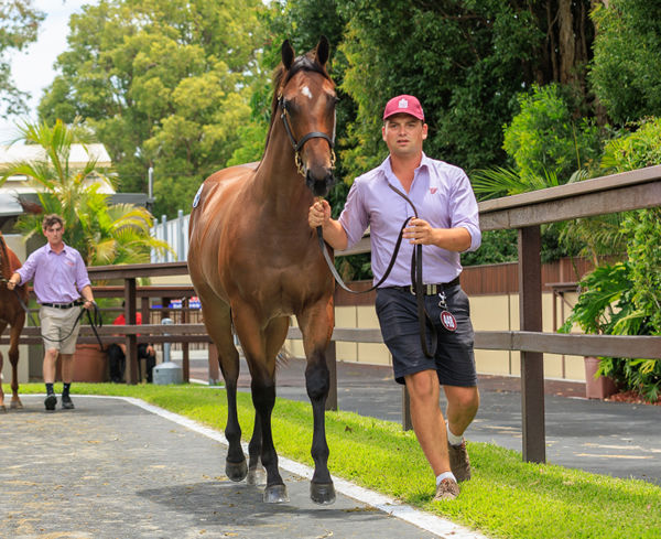 Invincible Madison was a $1.2million Magic Millions purchase.