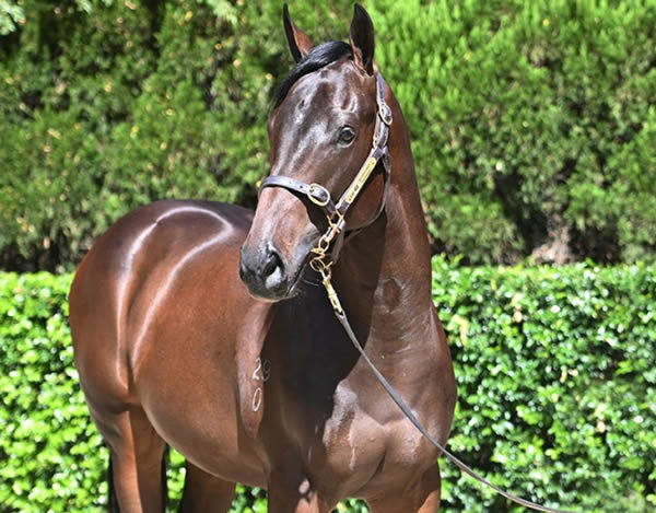 $1million I Am Invincible colt from The Pinnacle.