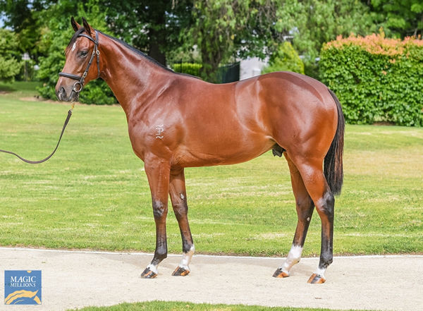 $1.6million I Am Invincible colt from Mossfun's daughter Tumooh.