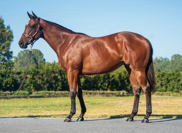 $650,000 I Am Invincible filly from Unforgotten