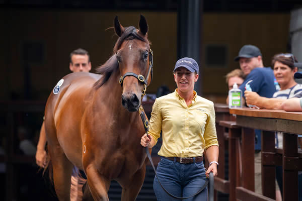 $1.1million I Am Invincible filly from Villa Carlotta with the movie star good looks!