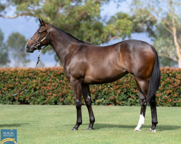 Icarian Dream was a $300,000 MMM purchase from Sledmere Stud.