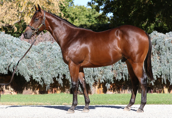 $105,000 Ilovethiscity colt from Contamination.