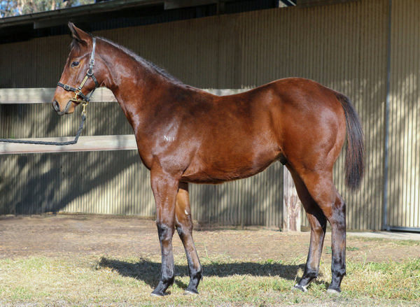 Pictured as a weanling - From $5,000 to $105,000!
