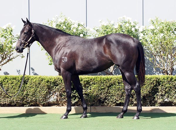 Just $45,000 from Racing Williams And Suman Hedge Bloodstock Secured Ladies Pro From Bowness Stud's MM Adelaide Draft