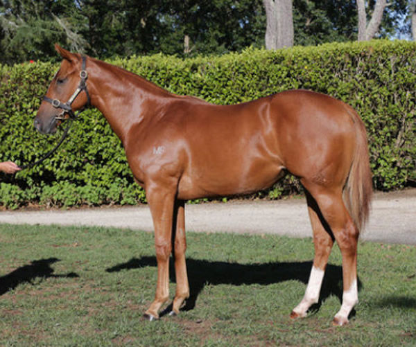 Impendabelle was an $80,000 Karaka Book 1 purchase.