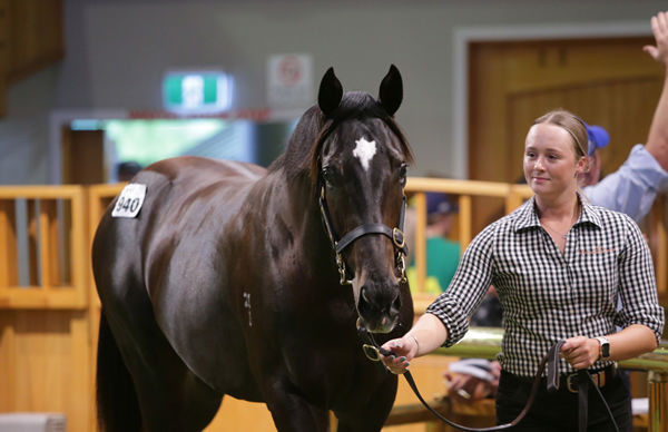 Brooke Hawthorne leads her pinhooked Impending colt through the Karaka sale ring Photo: Trish Dunell