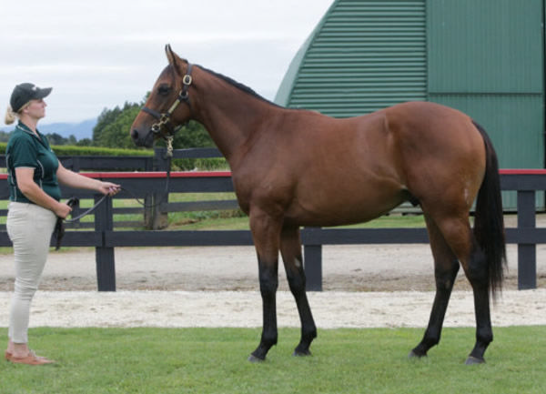 Imperialist was a $170,000 Karaka Book 1 purchase.